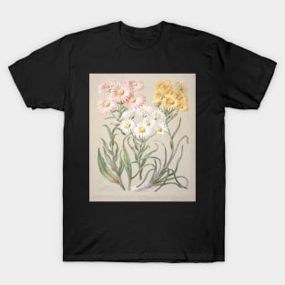 New Zealand snow groundsels, by Sarah Featon T-Shirt